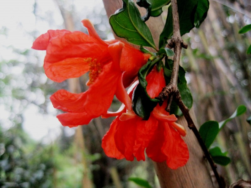 火紅的石榴花圖片