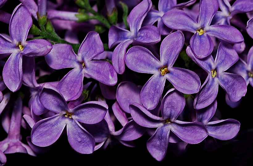 各种颜色的丁香花图片