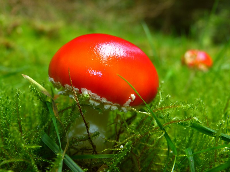 森林里紅色野生毒蘑菇圖片