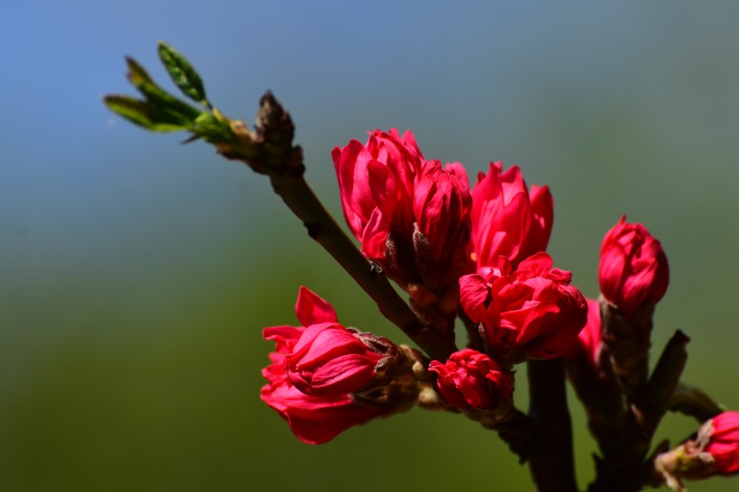 菊花桃圖片