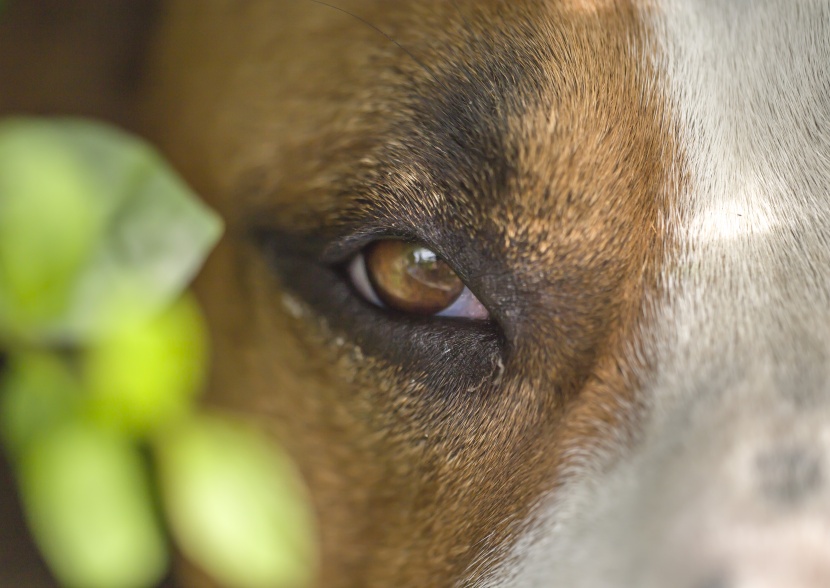 调皮友善的巴仙吉犬图片