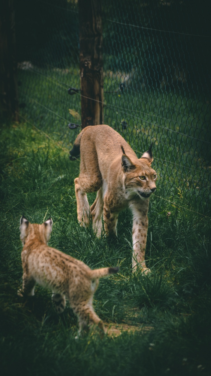 中型的猛兽猞猁图片