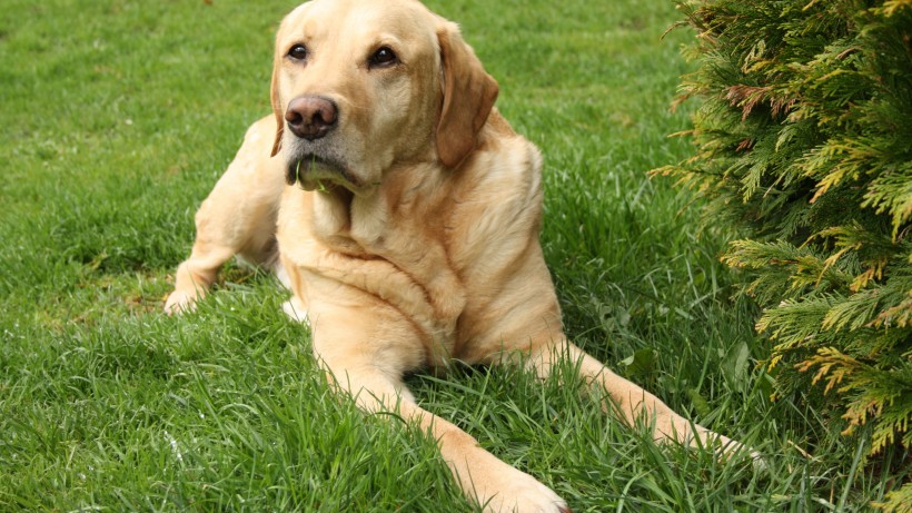 活潑忠誠(chéng)的拉布拉多獵犬圖片