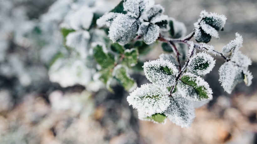 冰雪覆盖的植物图片