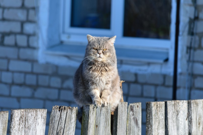 生气发怒的猫咪图片