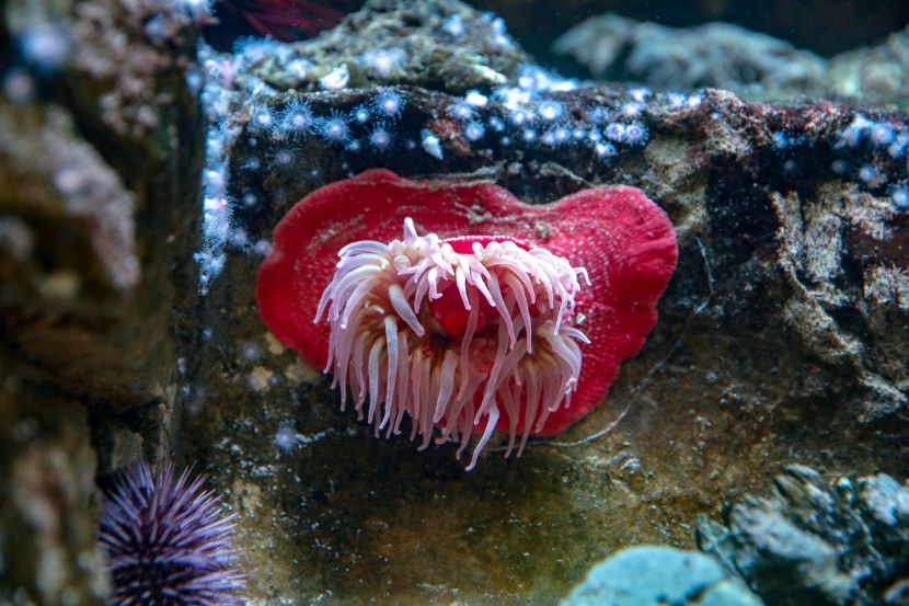 芝加哥谢德水族馆图片