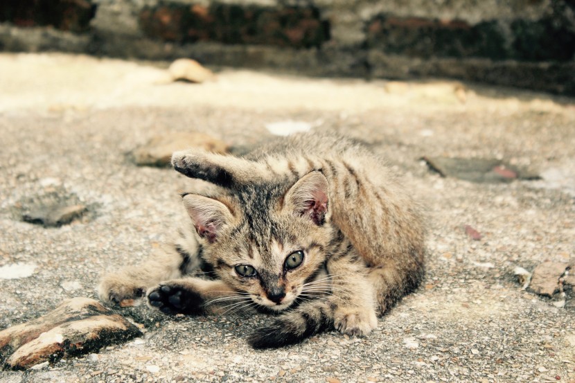 户外玩耍的小猫图片