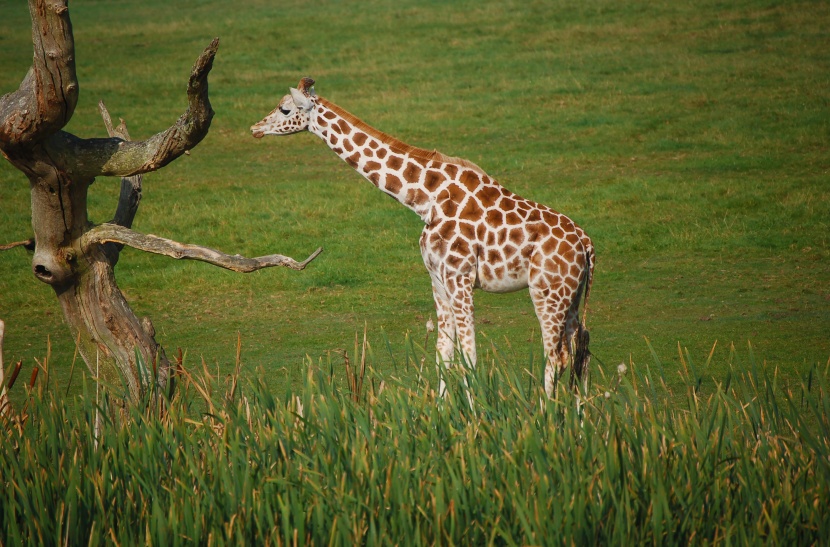 南非的国兽长颈鹿图片