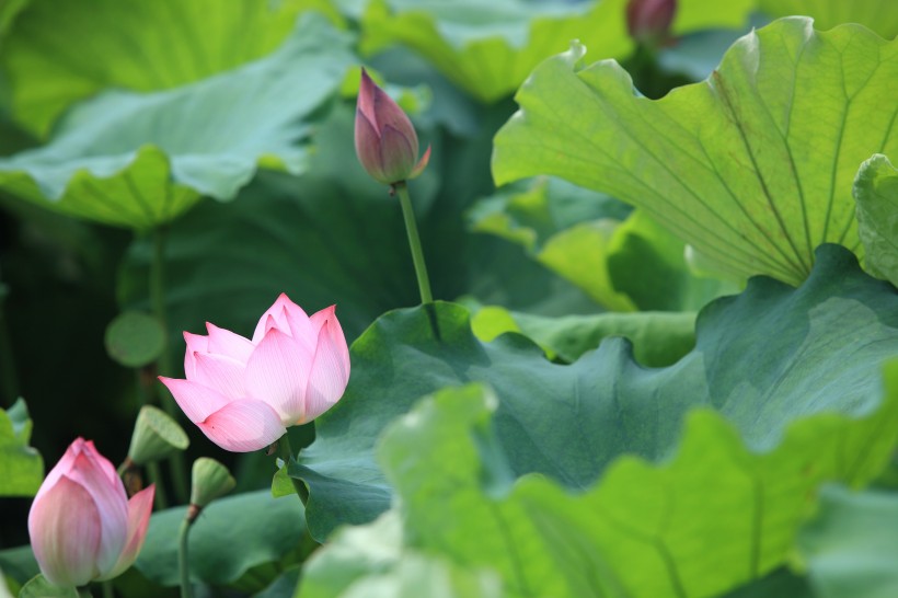 夏日荷花圖片