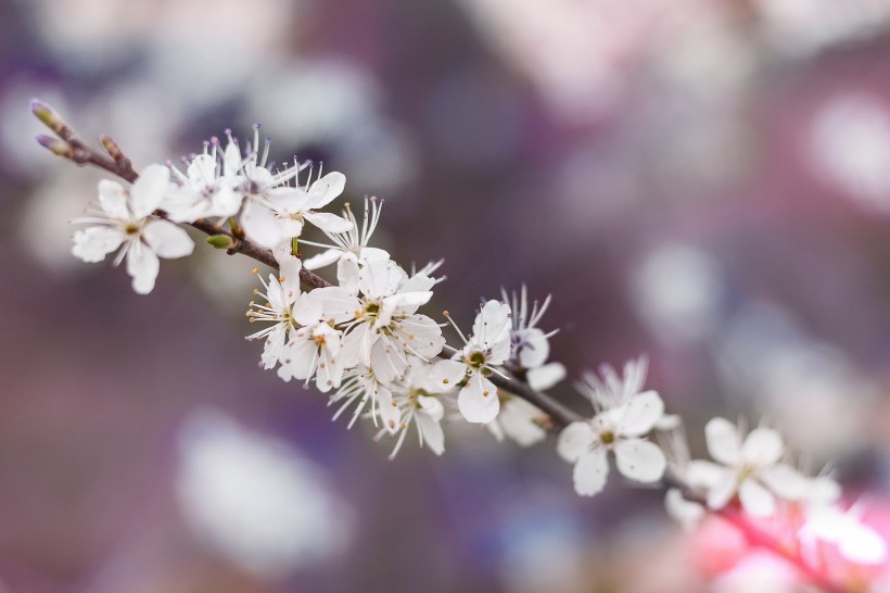 樹枝上盛開的鮮花圖片