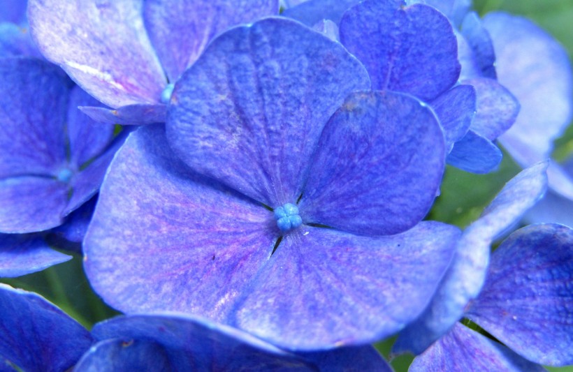 花团锦簇的八仙花图片