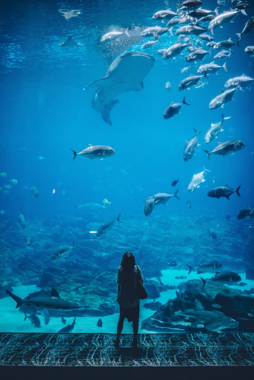 游覽水族館的人圖片