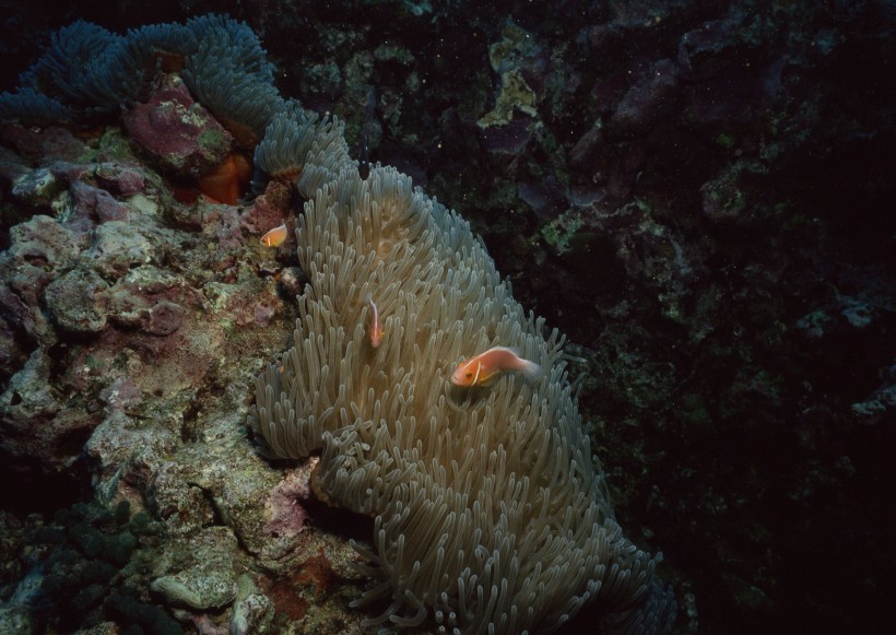 海底生物图片