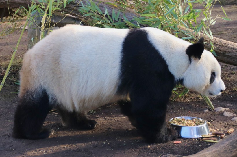 超萌超可爱的大熊猫图片