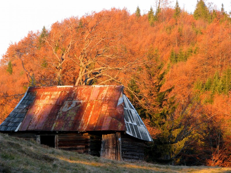 加拿大魁北克森林小屋风景图片