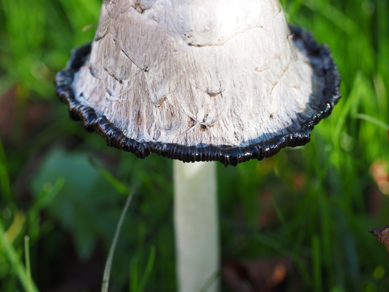 草叢中野生的雞腿菇圖片