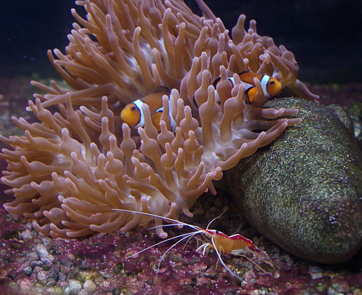 海洋中的小丑魚圖片