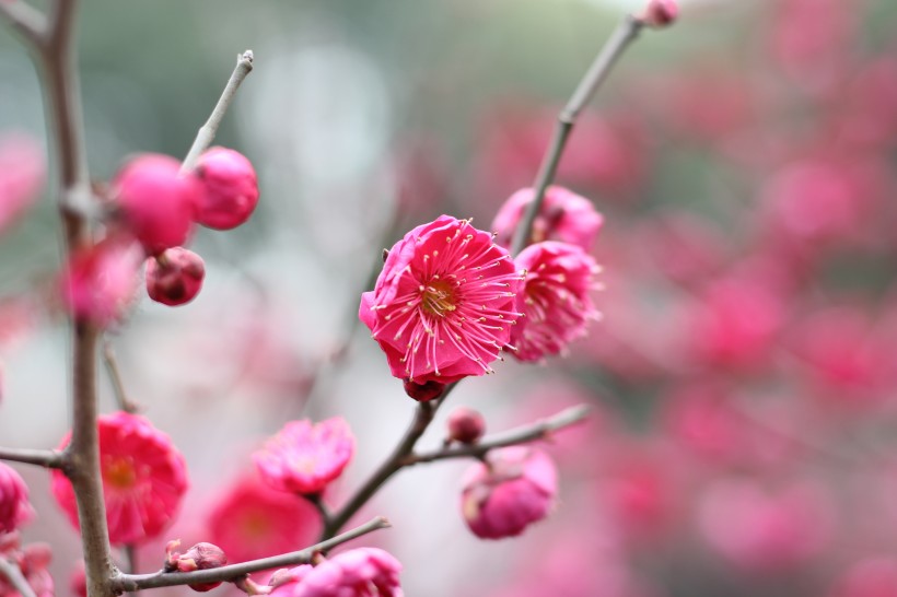 盛开的红梅花图片