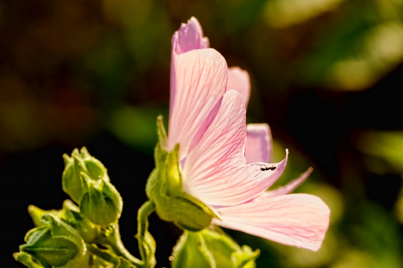 五顏六色嬌柔的芙蓉花圖片