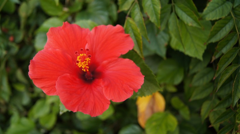 纤细纯洁的芙蓉花图片