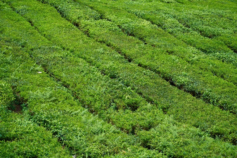 風景優(yōu)美的茶樹圖片