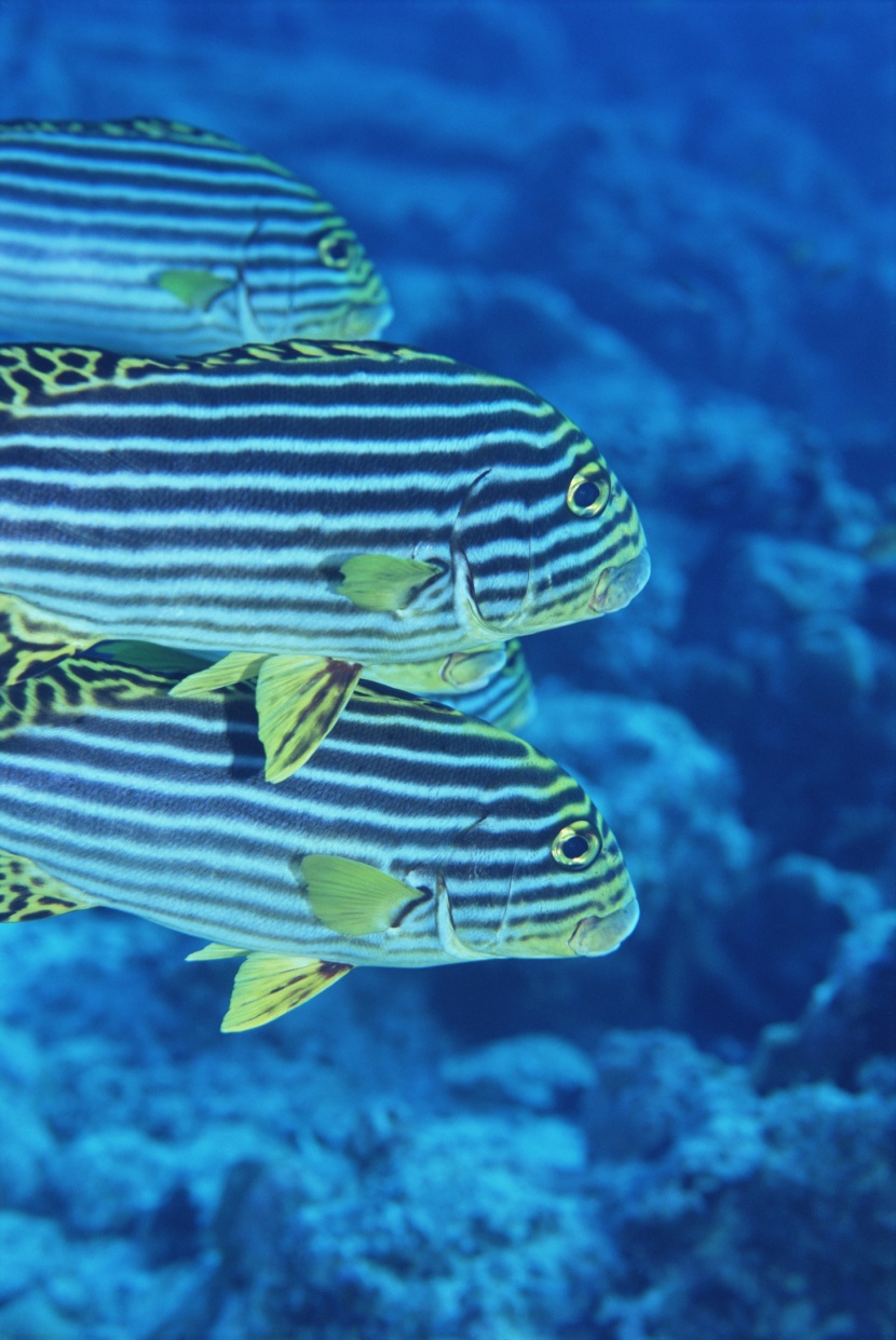 海洋鱼类生物特写图片