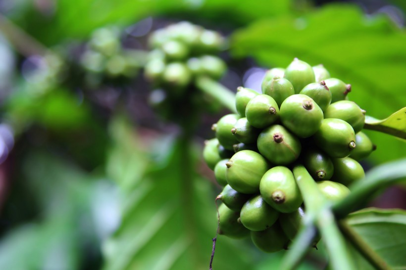 圆形果实的咖啡树植物图片