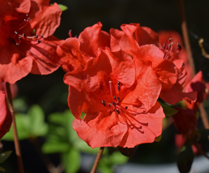 盛開(kāi)的紅色杜鵑花圖片