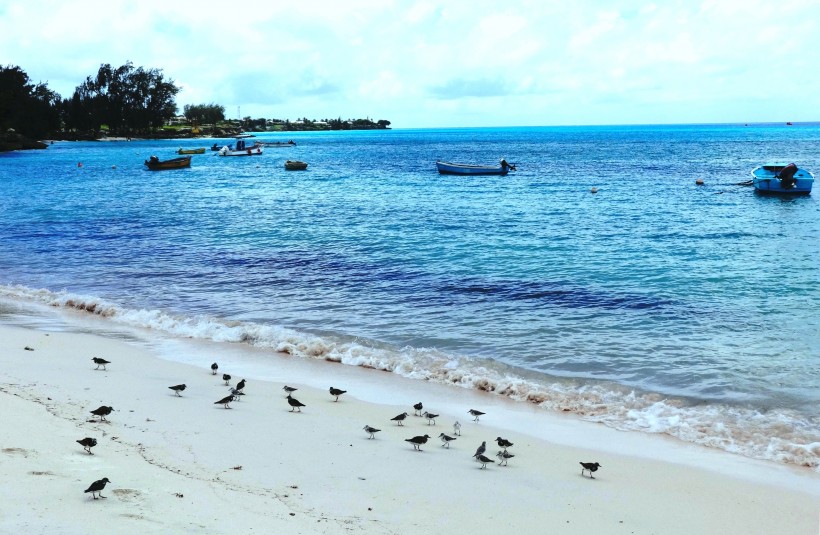 巴巴多斯海灘風(fēng)景圖片