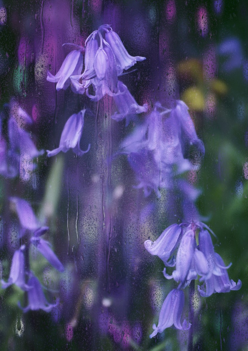 花色明麗的藍(lán)鈴花圖片