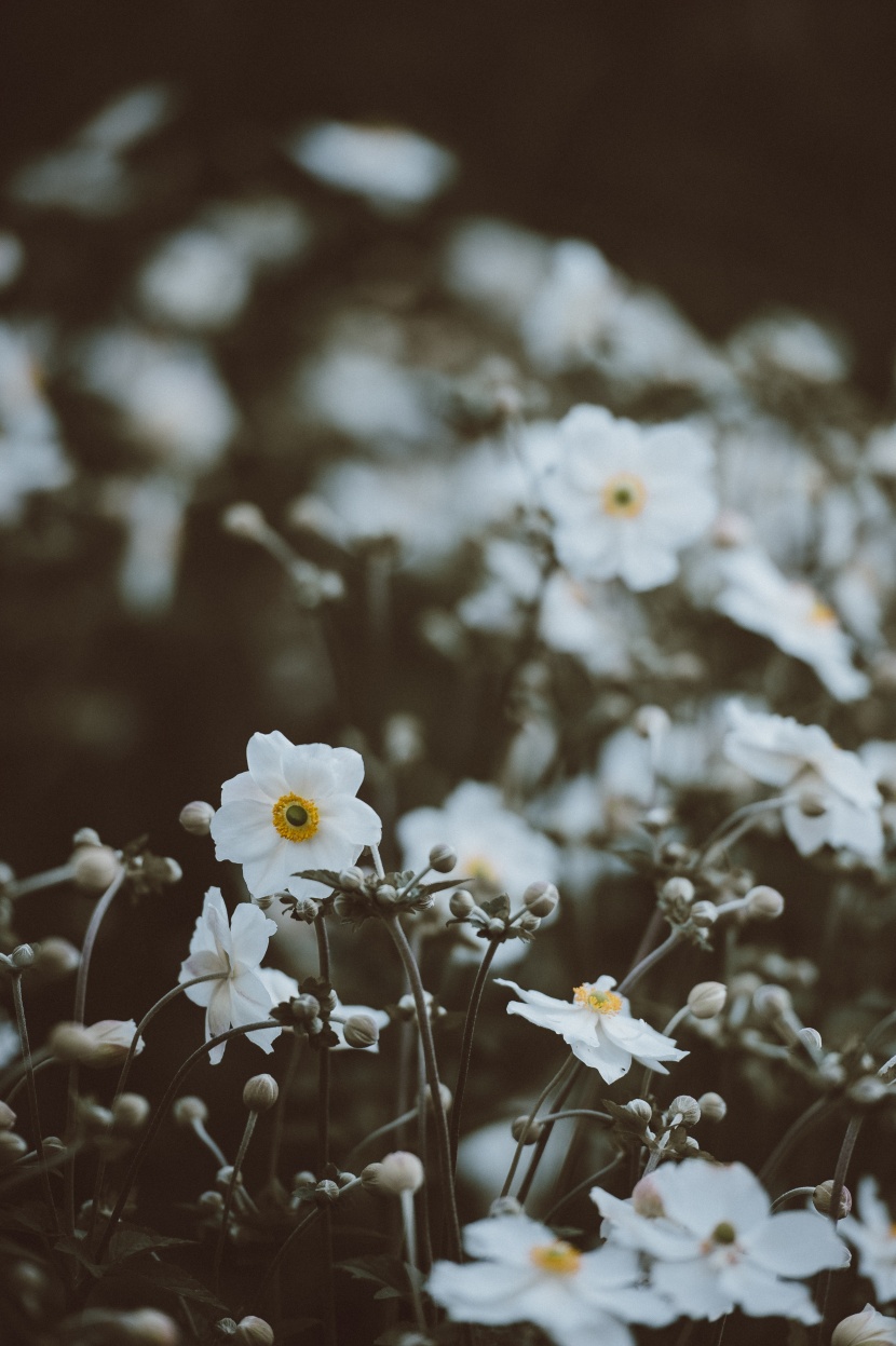 花園里的小花圖片