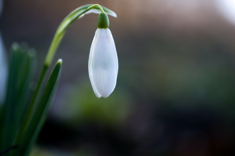 洁白如雪的雪滴花图片