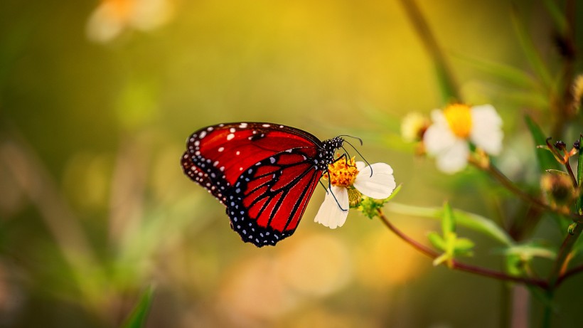 优雅的红色蝴蝶图片