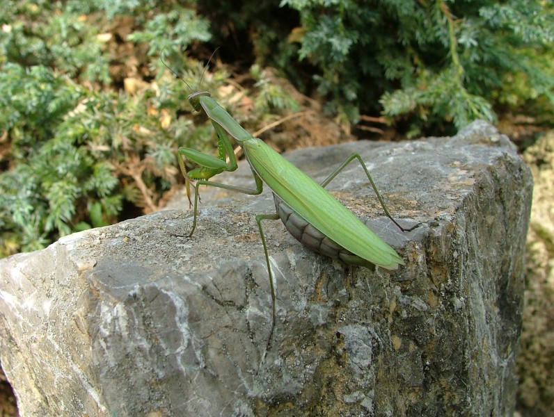 浑身绿色的螳螂图片