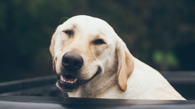 活泼忠诚的拉布拉多猎犬图片