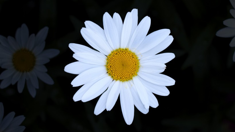 白色淡雅的雛菊花圖片