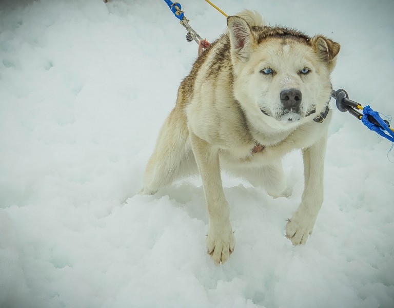 雪地上的雪橇犬图片