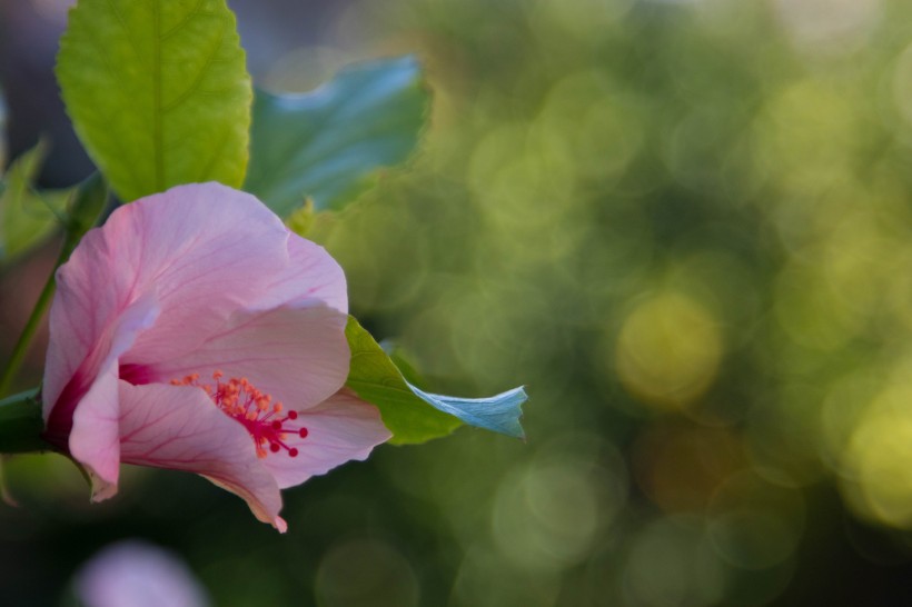 纤细清雅的芙蓉花图片