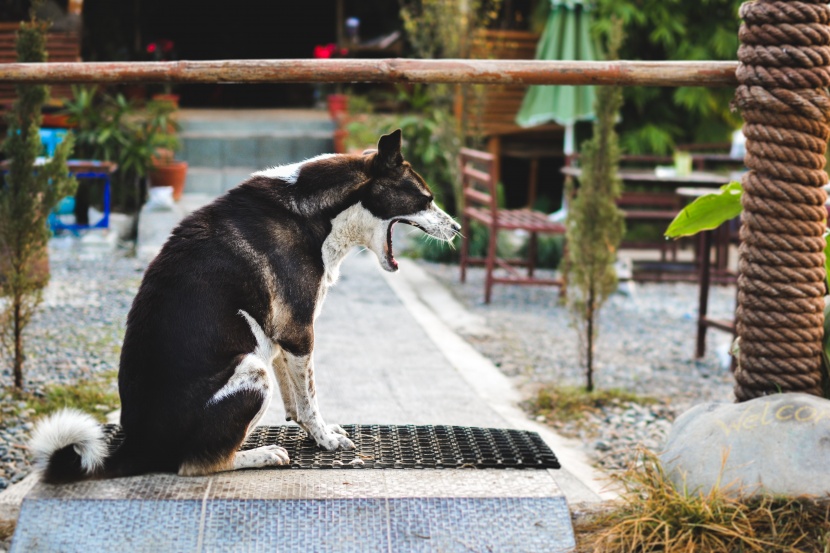 打哈欠的可愛動物圖片