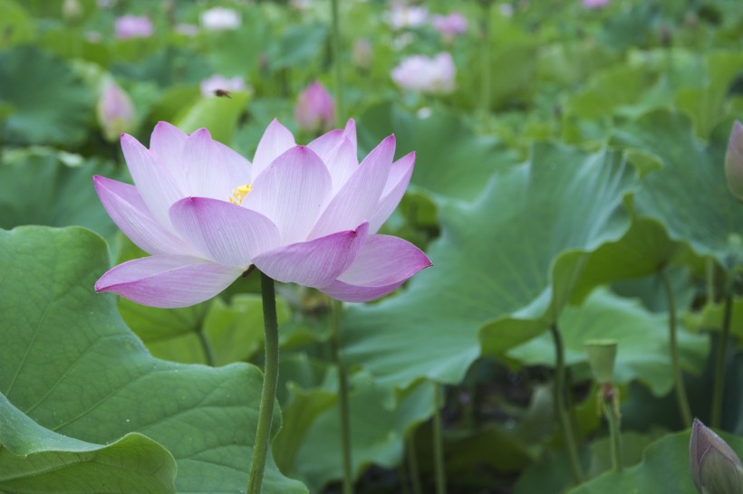 優(yōu)雅漂亮的荷花圖片