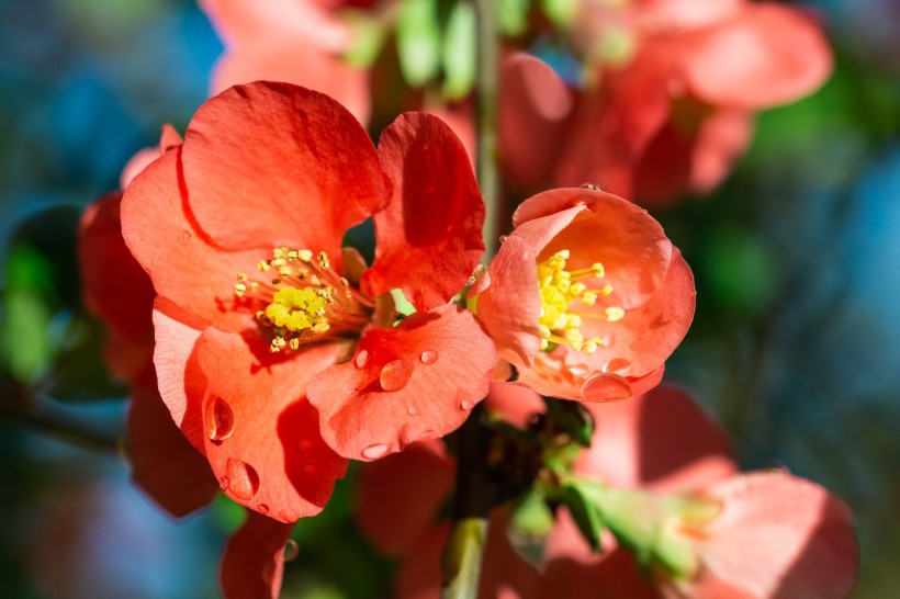 粉红色艳丽的木瓜花图片