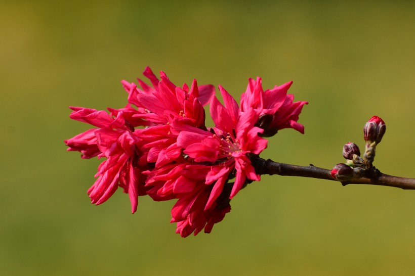 菊花桃圖片