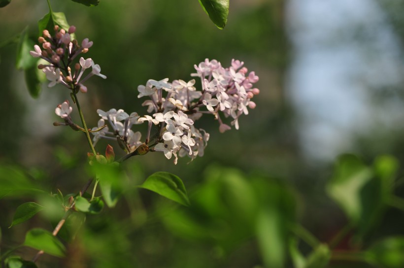 淡紫色丁香花圖片