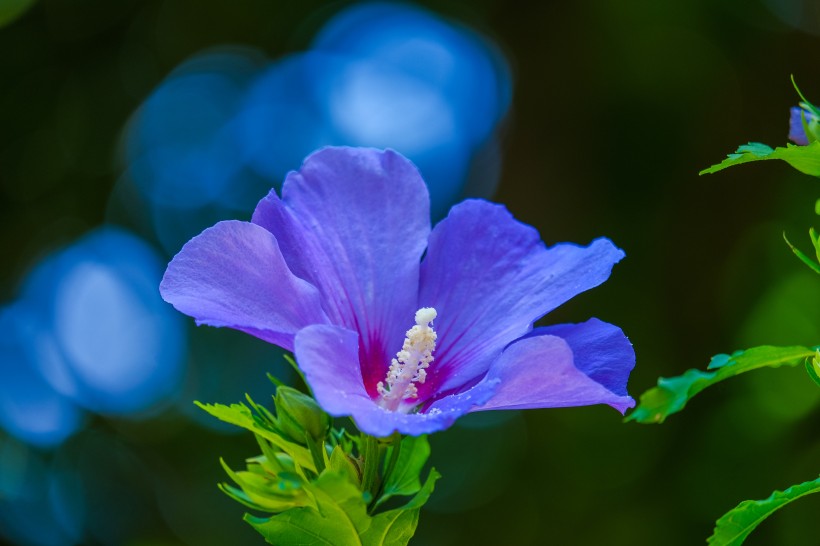 五颜六色娇柔的芙蓉花图片