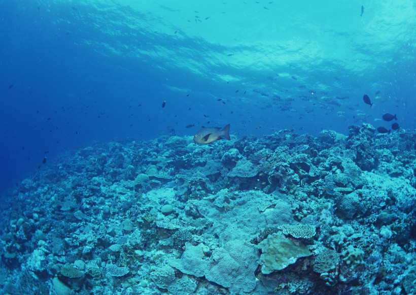 海底生物图片