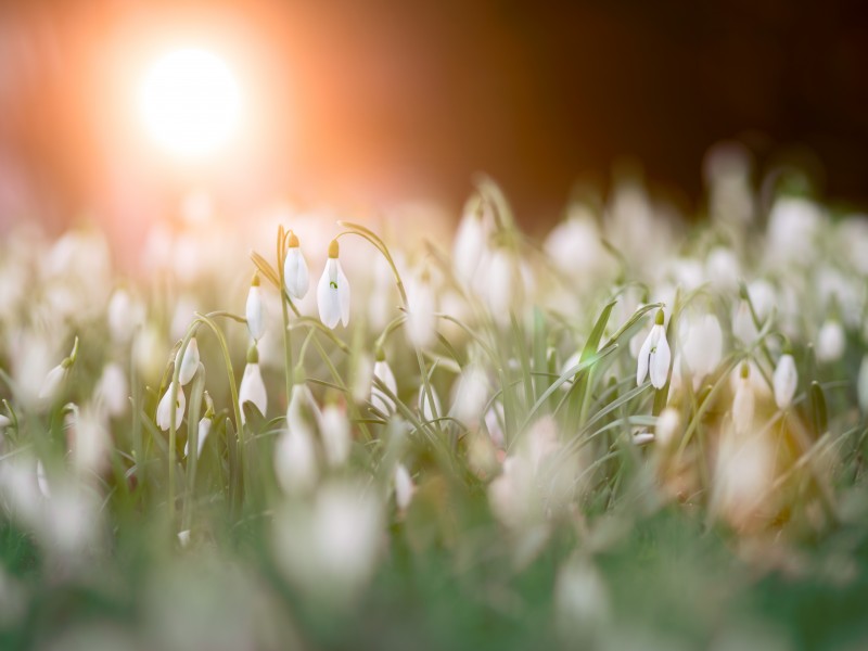 花葉繁茂的雪滴花圖片