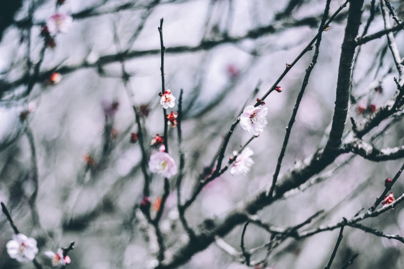 樹枝上盛開的鮮花圖片