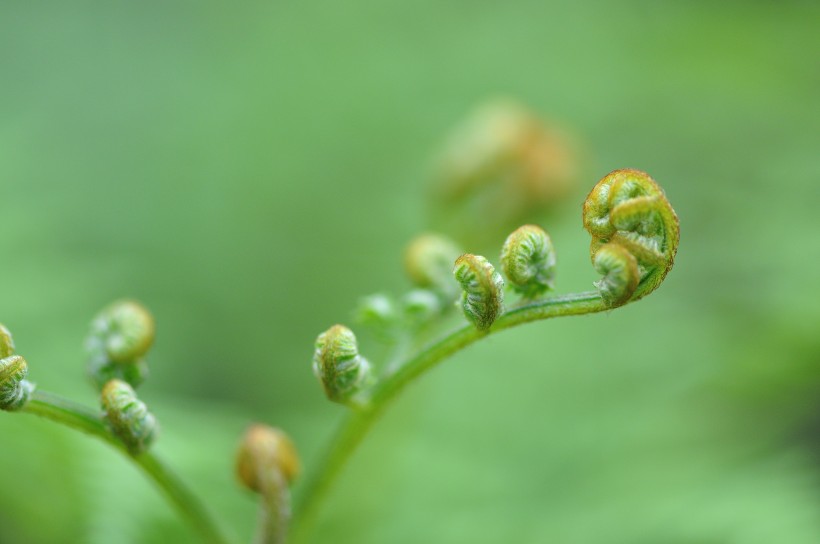 绿色的蕨菜图片