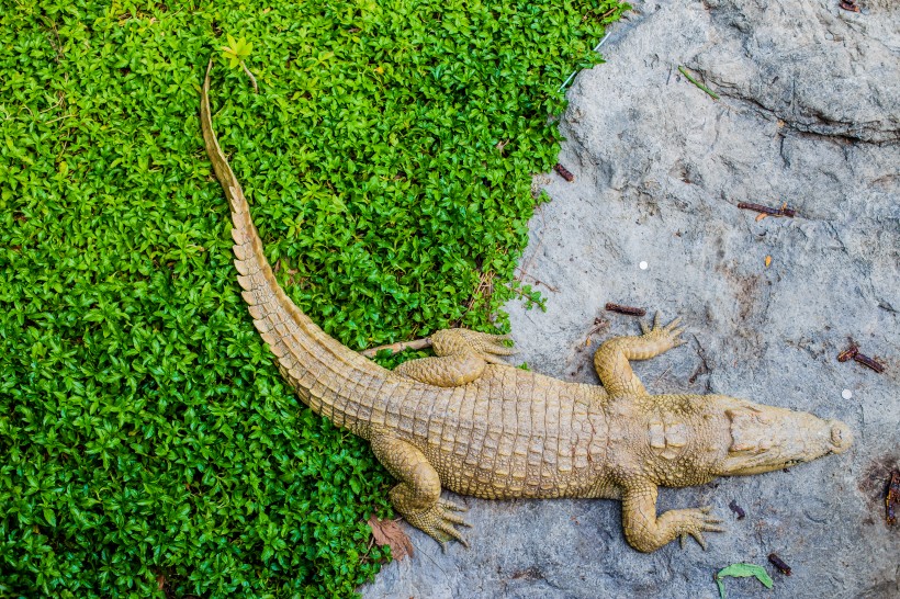 泰國動物園圖片