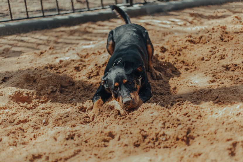 气势强悍的罗威纳犬图片